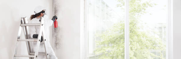 Best Mold Damage Restoration  in Independence, MN